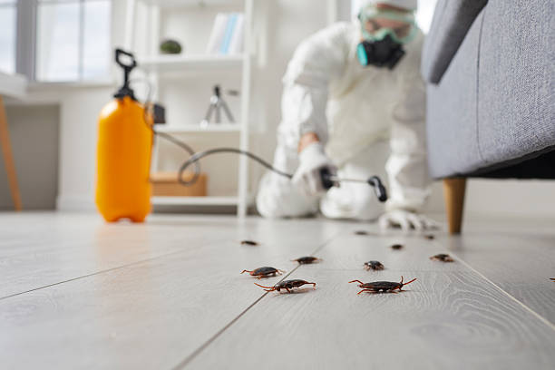 Post-Treatment Bed Bug Interceptor Monitoring in Stockbridge